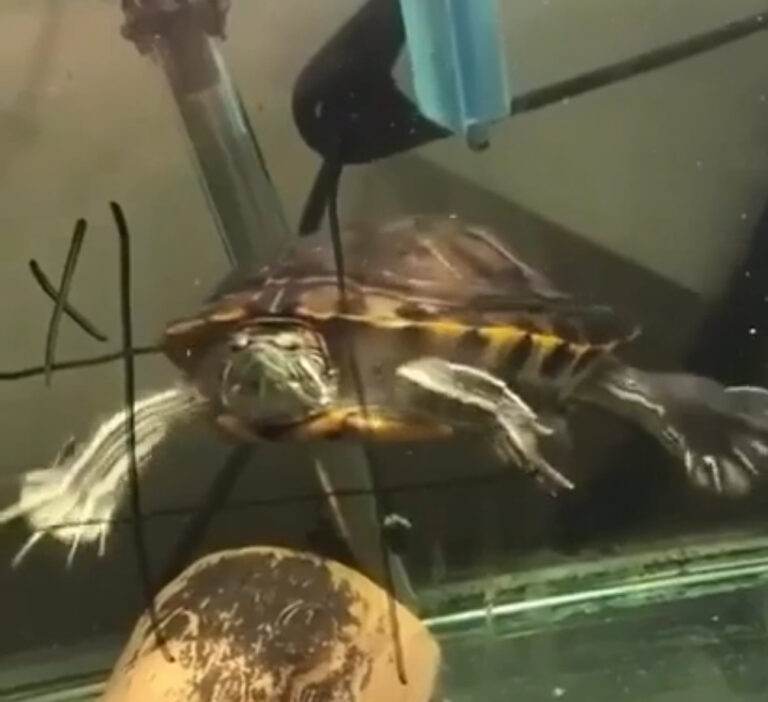 Cute Turtle Playing Tic-Tac-Toe